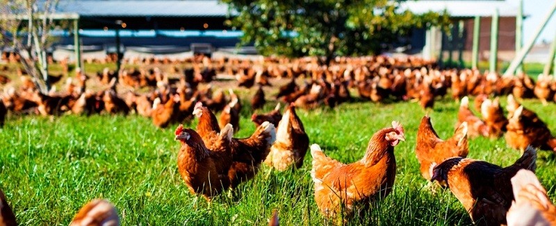 Качественный Функциональные минералы обслуживание