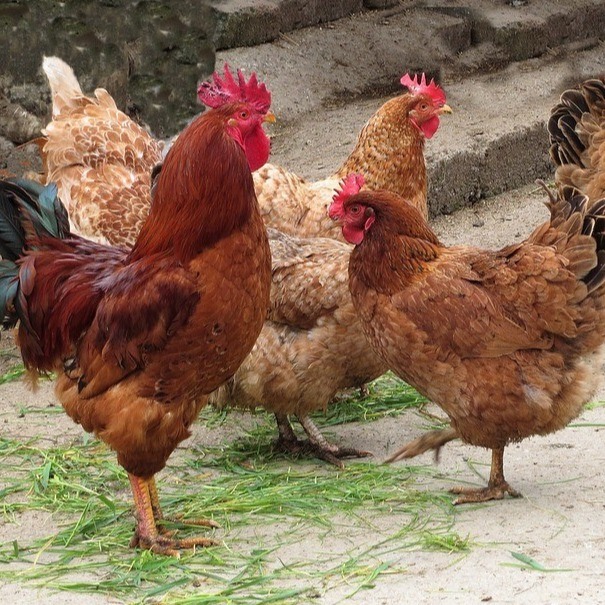 Cu 25% Medical Stone Sulfate Salts CuSo4 5H20 Inorganic Trace Minerals